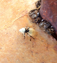 Dasymutilla magna