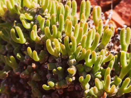 Meyerophytum meyeri