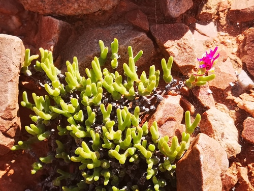Meyerophytum meyeri