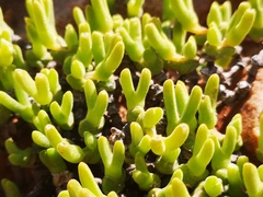 Meyerophytum meyeri