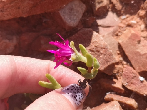 Meyerophytum meyeri