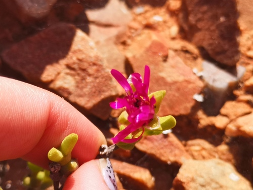 Meyerophytum meyeri