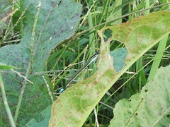 Ischnura senegalensis