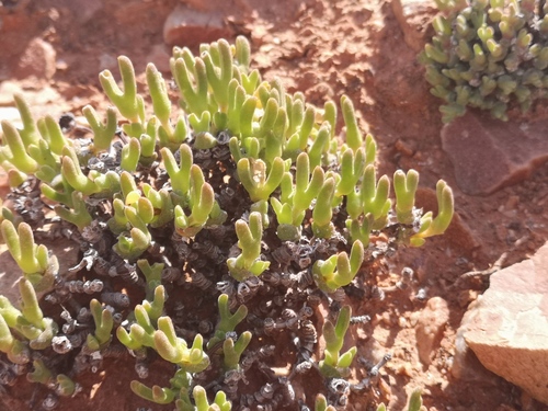 Meyerophytum meyeri