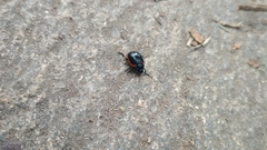 Chrysolina rossia