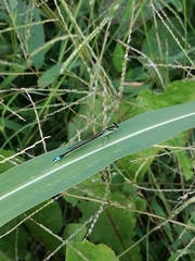 Ischnura senegalensis