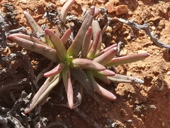 Crassula macowaniana