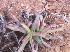 Crassula macowaniana