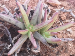 Crassula macowaniana