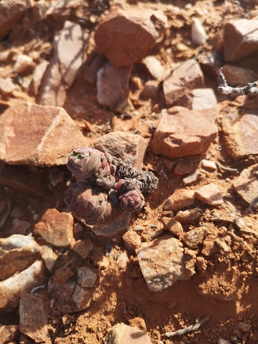 Crassula columella
