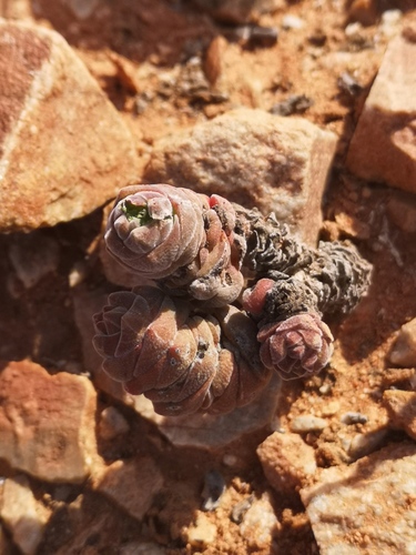 Crassula columella
