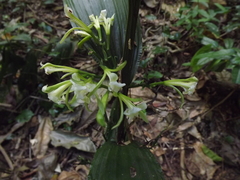 Corymborkis veratrifolia