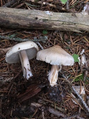 Inocybe sindonia