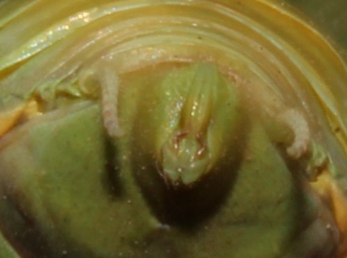 Giant African Mantis