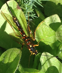 Megarhyssa nortoni