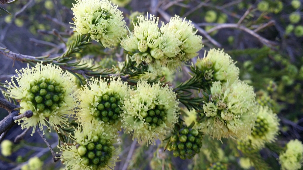 Kunzea Ericifolia From Two Peoples Bay Conservation Reserve, Nanarup 