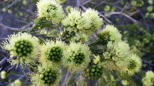 Image of Kunzea Ericifolia (Kunzea ericifolia) by (c) Helium Luo, some rights reserved (CC BY)