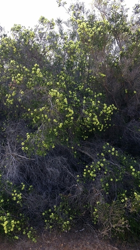 Image of Kunzea Ericifolia (Kunzea ericifolia) by (c) Helium Luo, some rights reserved (CC BY)