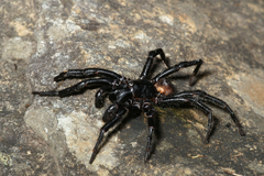 Hadronyche formidabilis