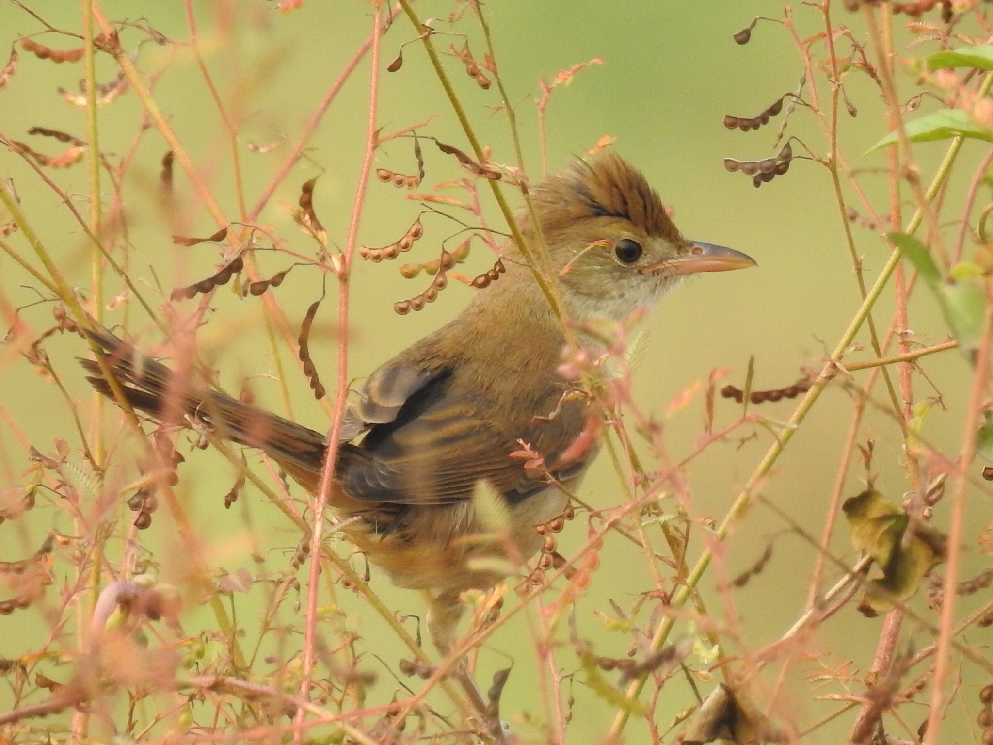 Thick-billed Warbler
