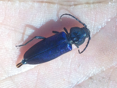 Semanotus amethystinus