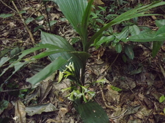 Corymborkis veratrifolia