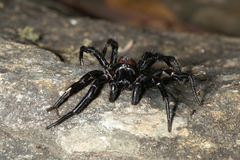 Hadronyche formidabilis