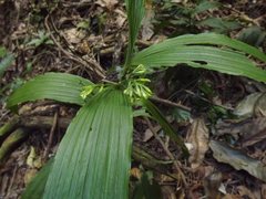 Corymborkis veratrifolia