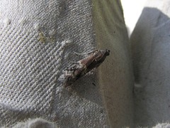 Euzophera semifuneralis