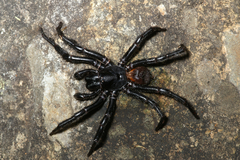 Hadronyche formidabilis