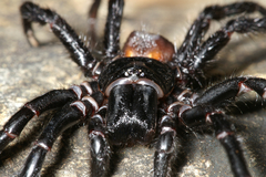 Hadronyche formidabilis