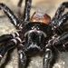 Northern Tree Funnel-Web - Photo (c) Beat Akeret, some rights reserved (CC BY-NC), uploaded by Beat Akeret