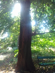 Tilia moltkei