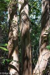 Pimenta racemosa