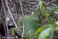 Coccoloba pubescens