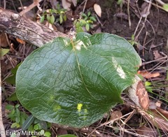 Coccoloba pubescens
