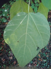 Catalpa bungei