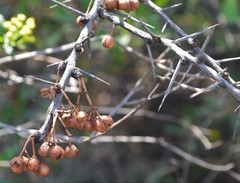 Gymnosporia glaucophylla