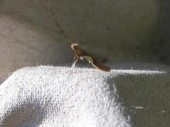 Caloptilia packardella