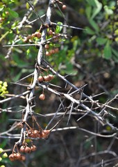 Gymnosporia glaucophylla