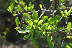 Gymnosporia glaucophylla