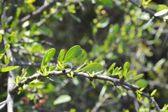 Gymnosporia glaucophylla