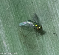 Condylostylus pruinosus