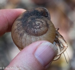 Zachrysia provisoria