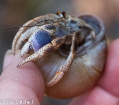 Zachrysia provisoria