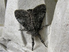 Dasychira vagans