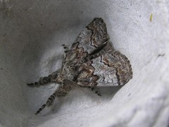 Dasychira vagans