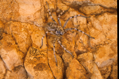 Eusparassus