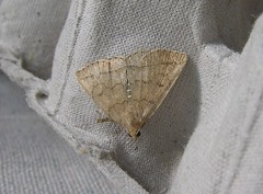 Zanclognatha jacchusalis
