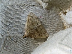 Zanclognatha jacchusalis